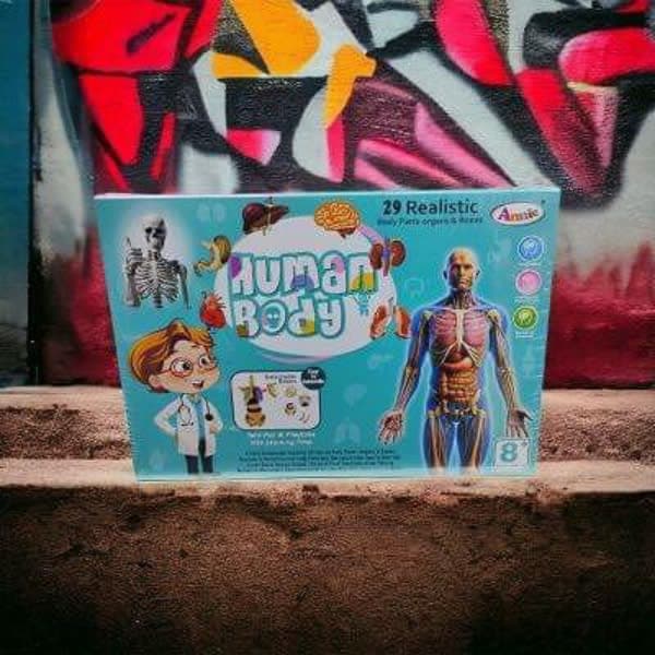 Realistic skeleton 🦴 human body  - Wholesale Toys India