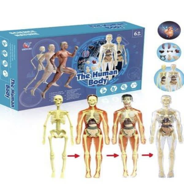 Human body non Annie  - Wholesale Toys India